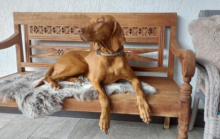 Alma Maygar Vizsla Welpen - Hundezucht Stein von Alma