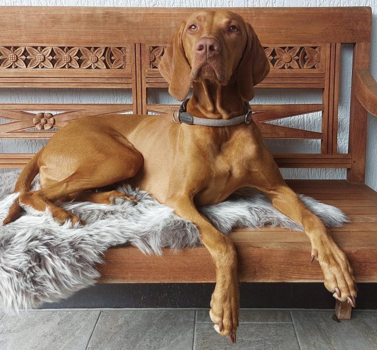 Alma, csövarberki pizsi Magyar Vizsla Zuchthündin Alma