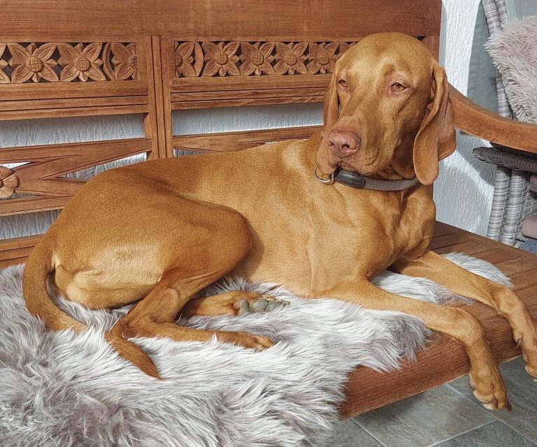 Magyar Vizsla Zuchthündin Hundezucht Stein- Magyar Vizsla Zuchthündin Alma