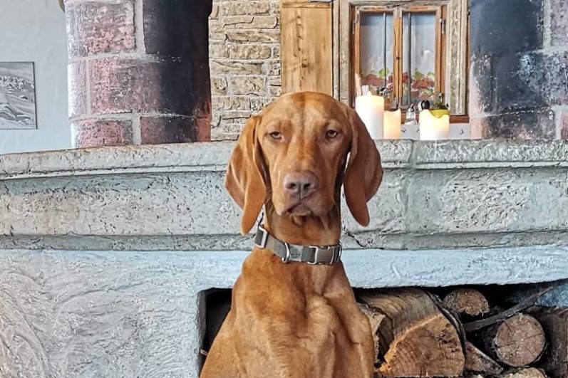 vizsla zuchthündin