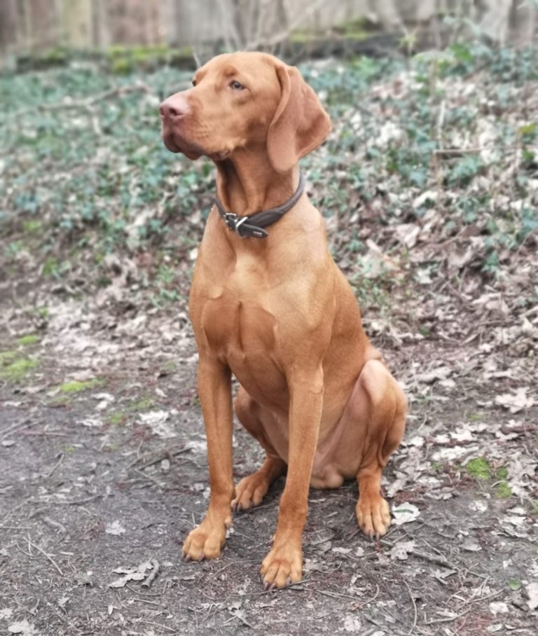 Hier sieht man einen Vizsla Deckrüde