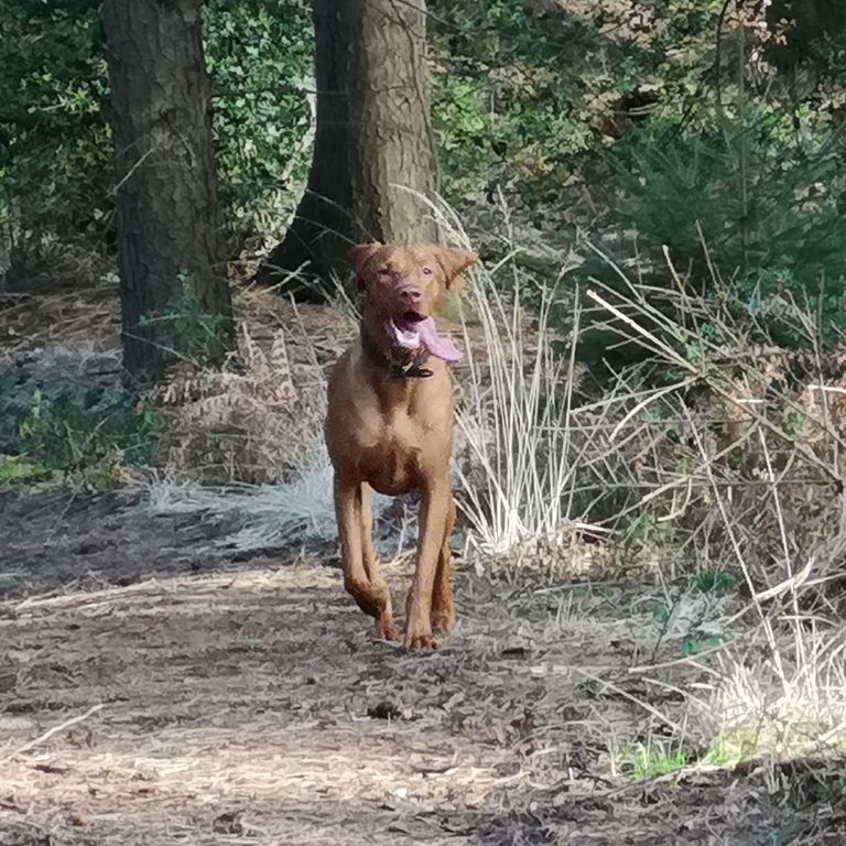 magyar vizsla dorsten