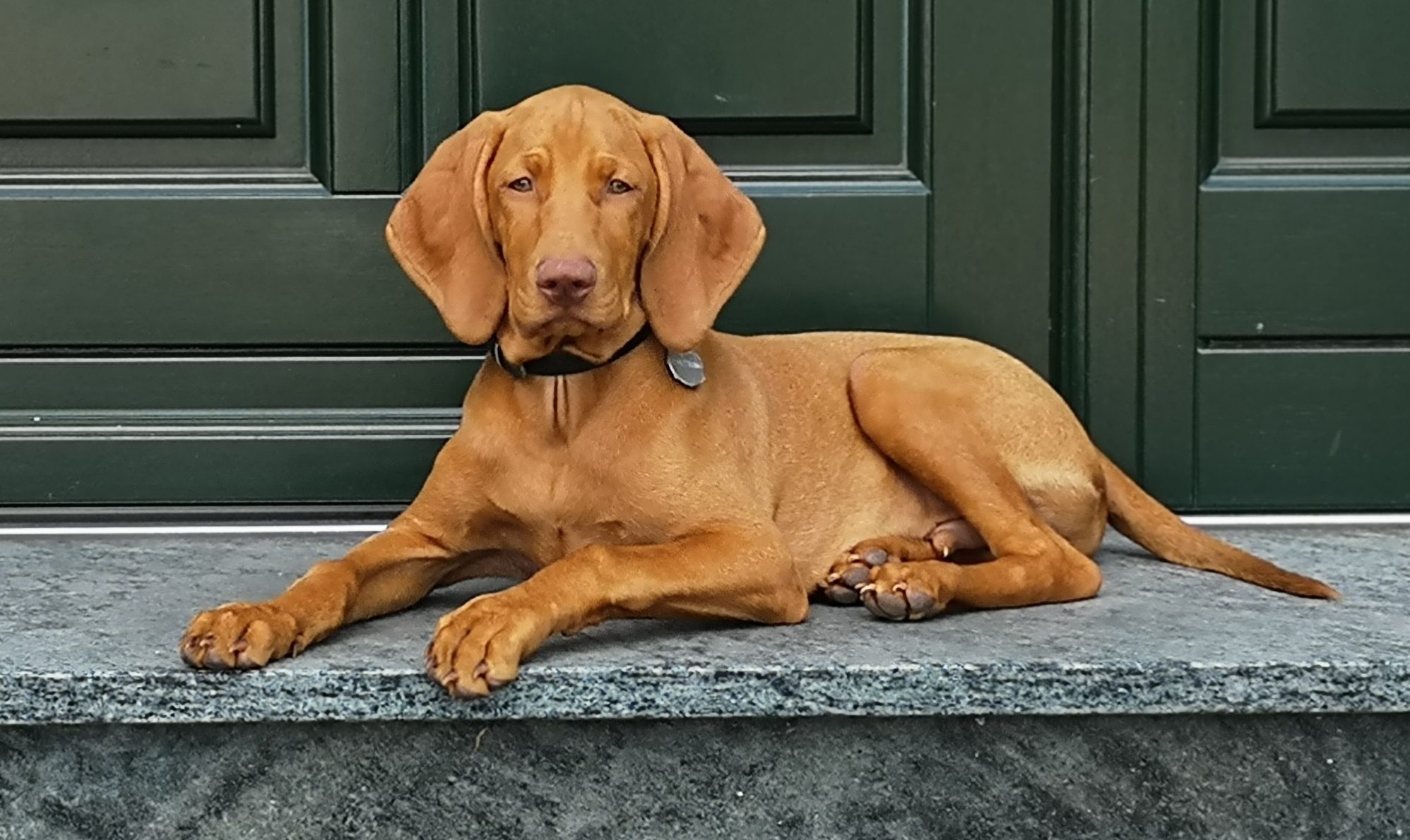 Magyar Vizsla Welpe