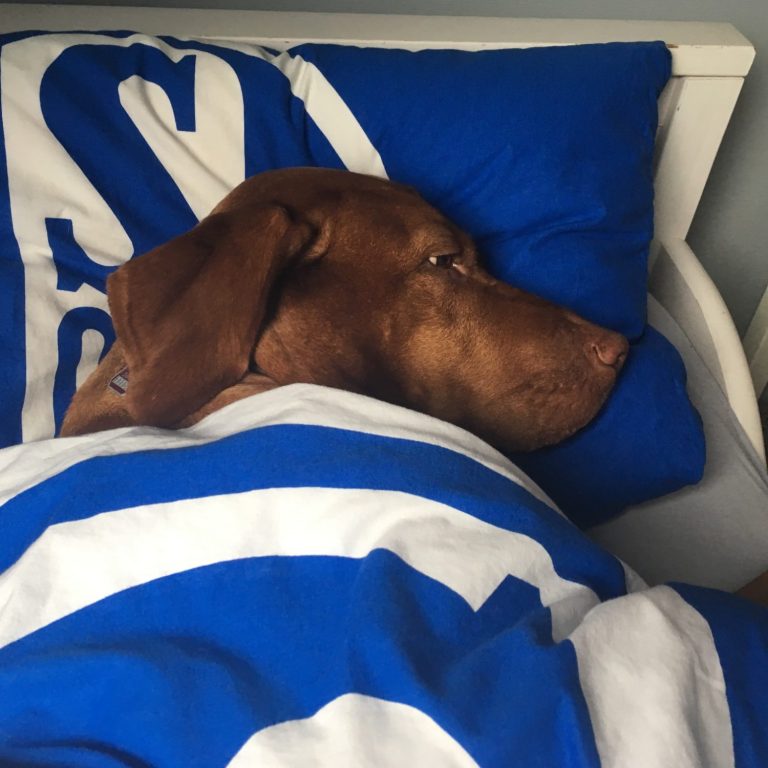 familienhund vizsla