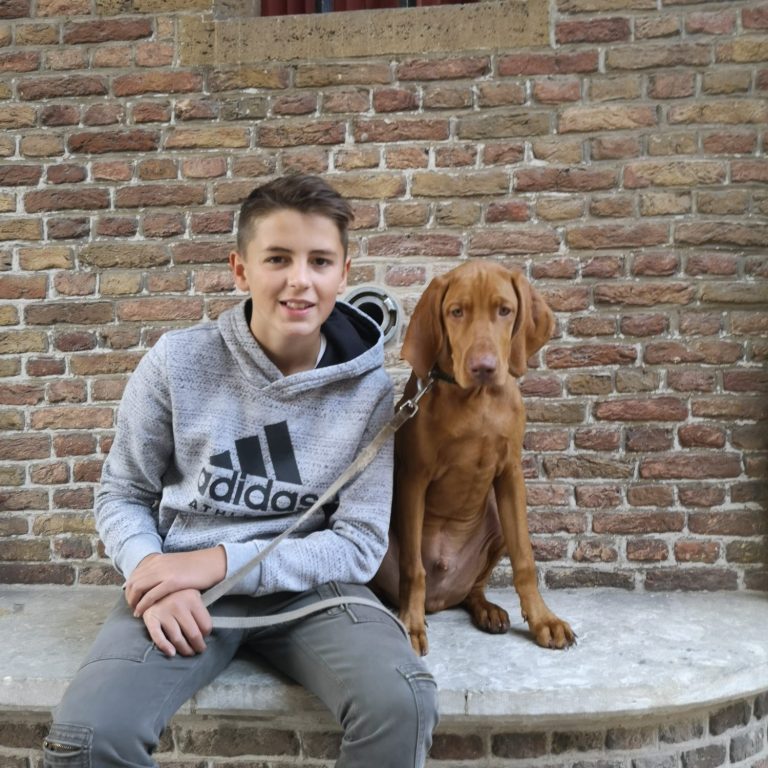 familienhund vizsla