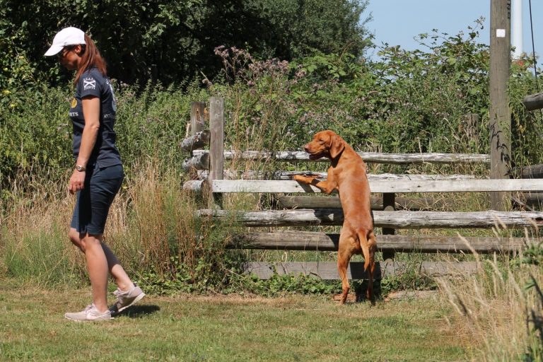 Magyar Vizsla Züchter