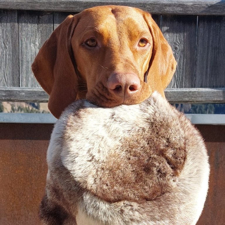 reinrassige vizsla