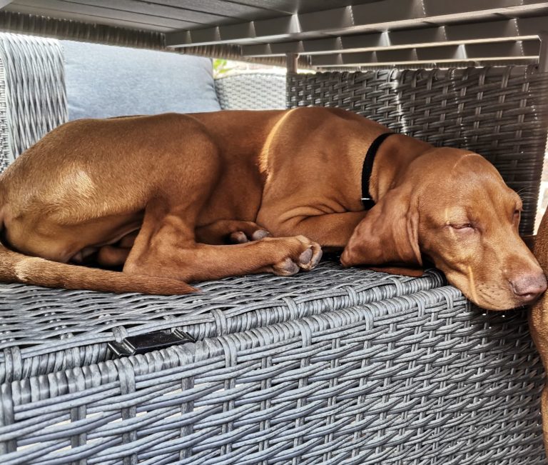 vizsla hunderasse