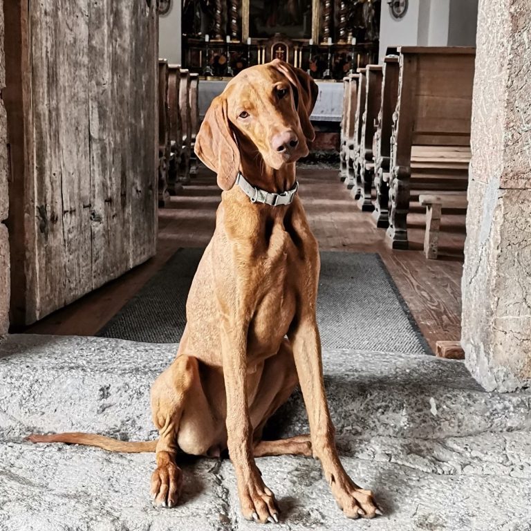 magyar vizsla züchter