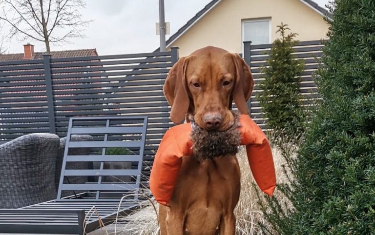 vizsla welpen kaufen