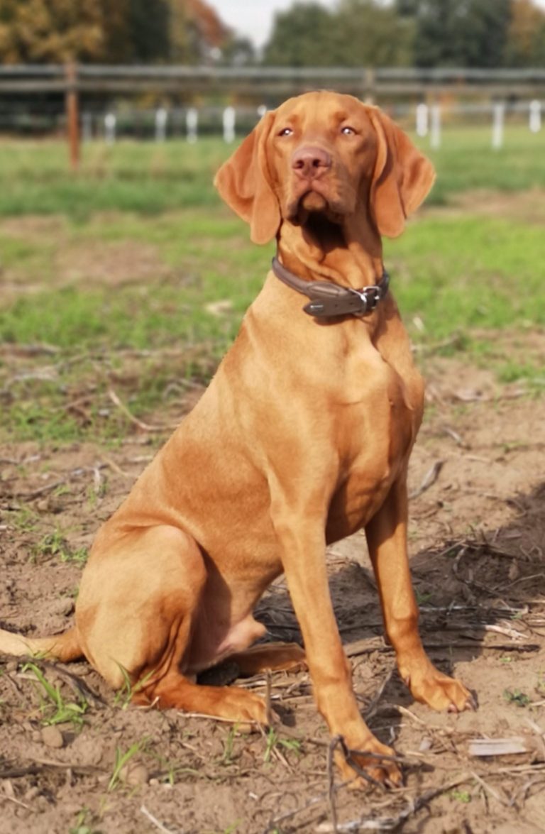 Hier ist ein stolzer Magyar Vizsla Deckrüde abgebildet