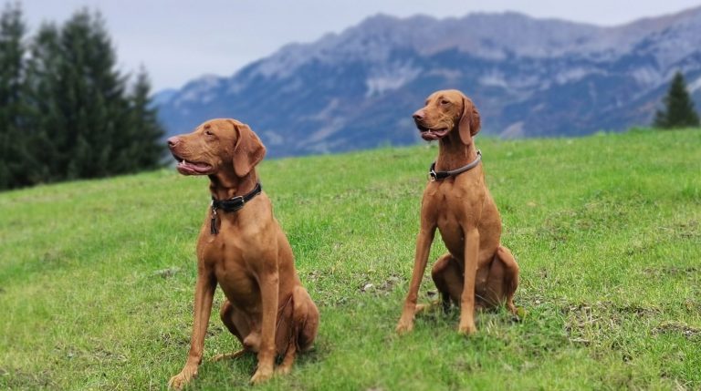 ungarische vizsla