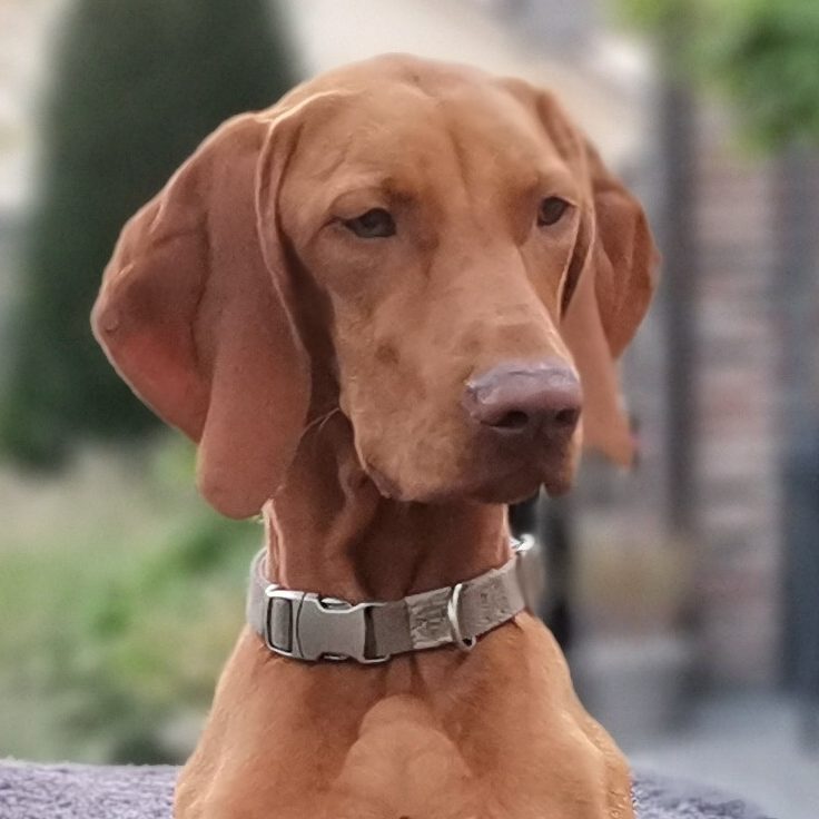 familienhund vizsla