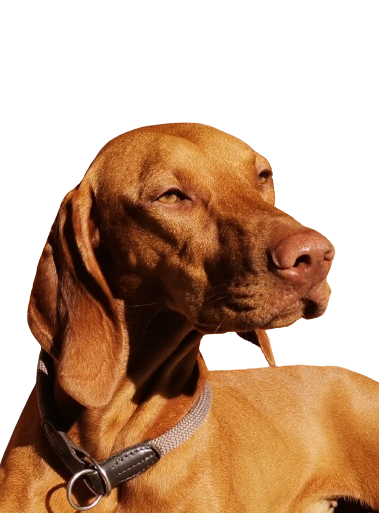 Auf dem Bild ist unsere Magyar Vizsla Zuchthündin abgebildet