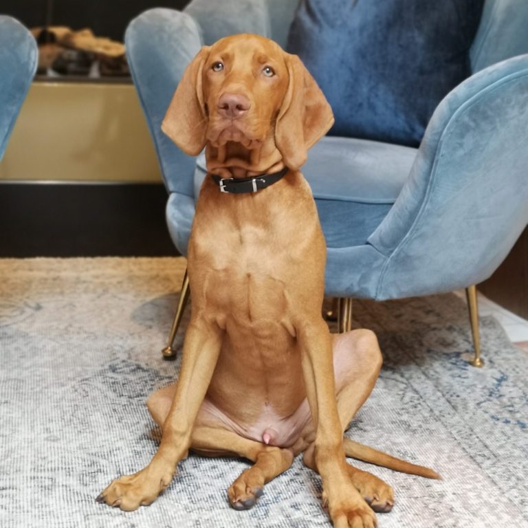 reinrassige Magyar Vizsla 