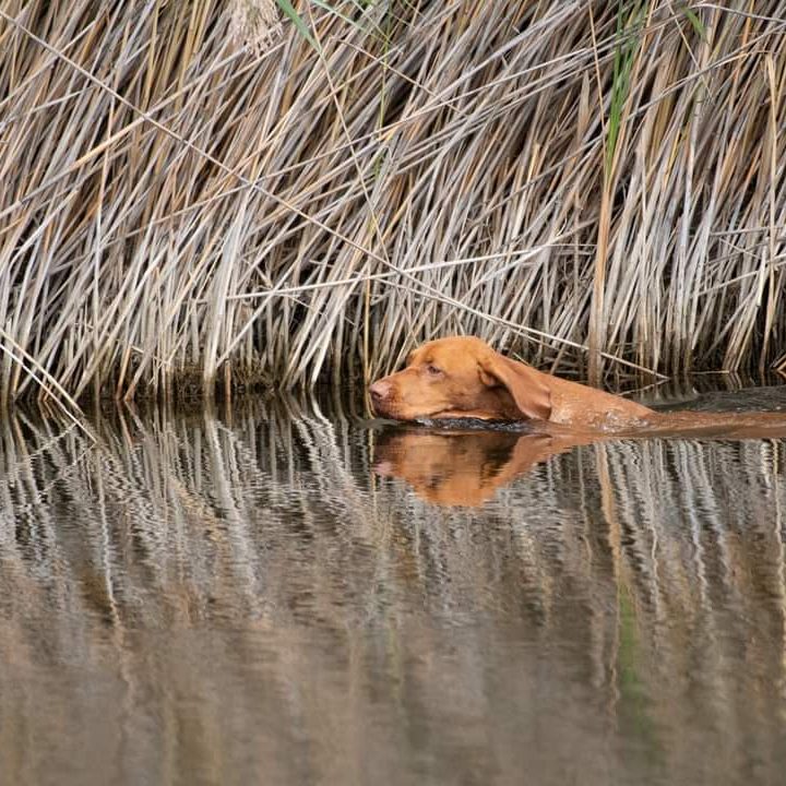 vizsla hunderasse