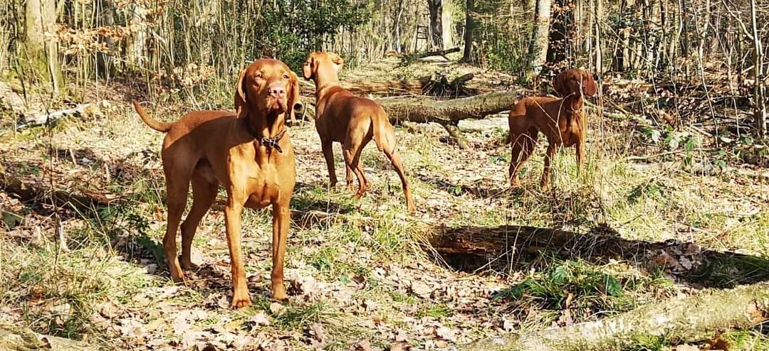 ungarische vizsla